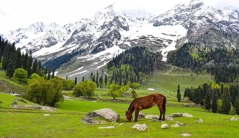 Magical Kashmir Retreat 1